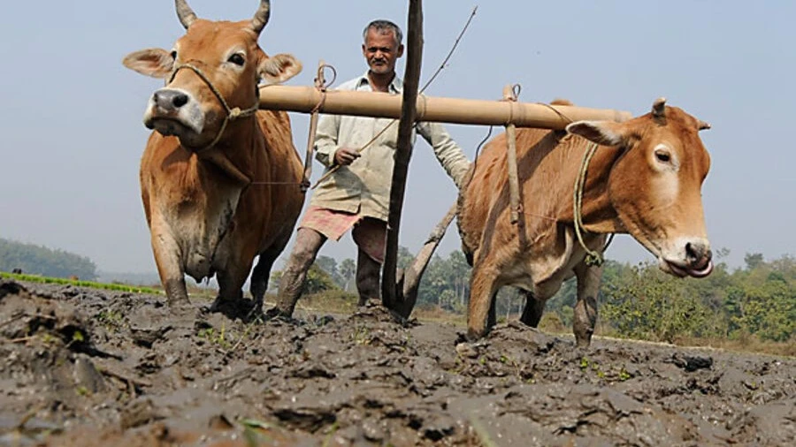 Dairy Farming Loan